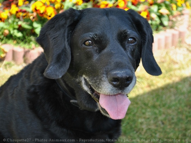 Photo de Labrador retriever