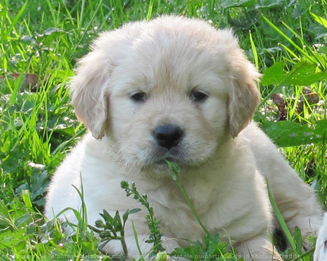 Photo de Golden retriever