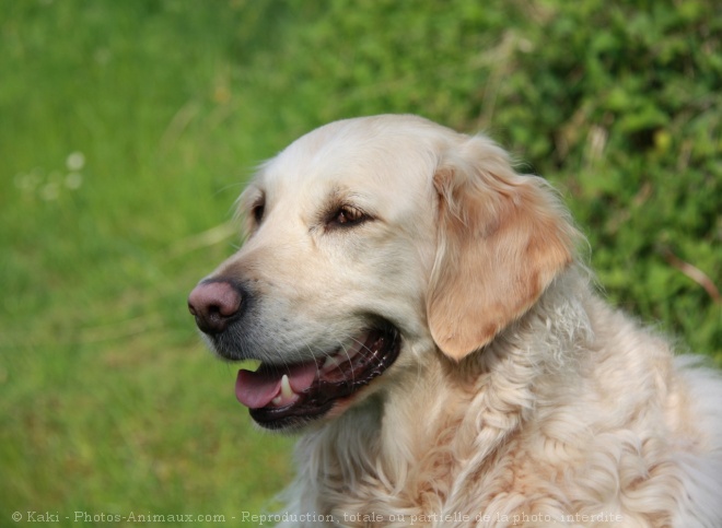 Photo de Golden retriever