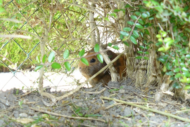 Photo de Cochon d'inde - agouti