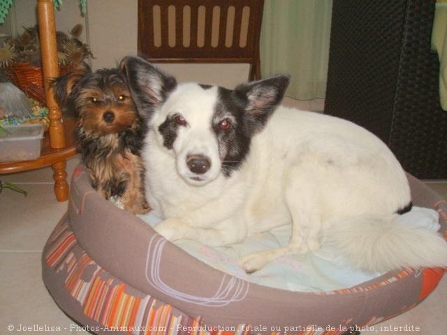 Photo de Border collie