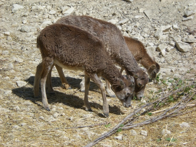 Photo de Mouflon