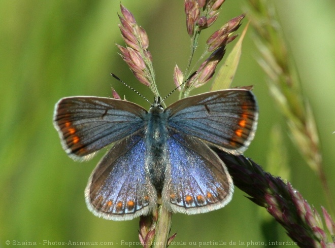 Photo de Papillon