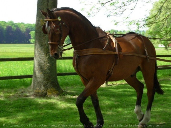 Photo de Races diffrentes