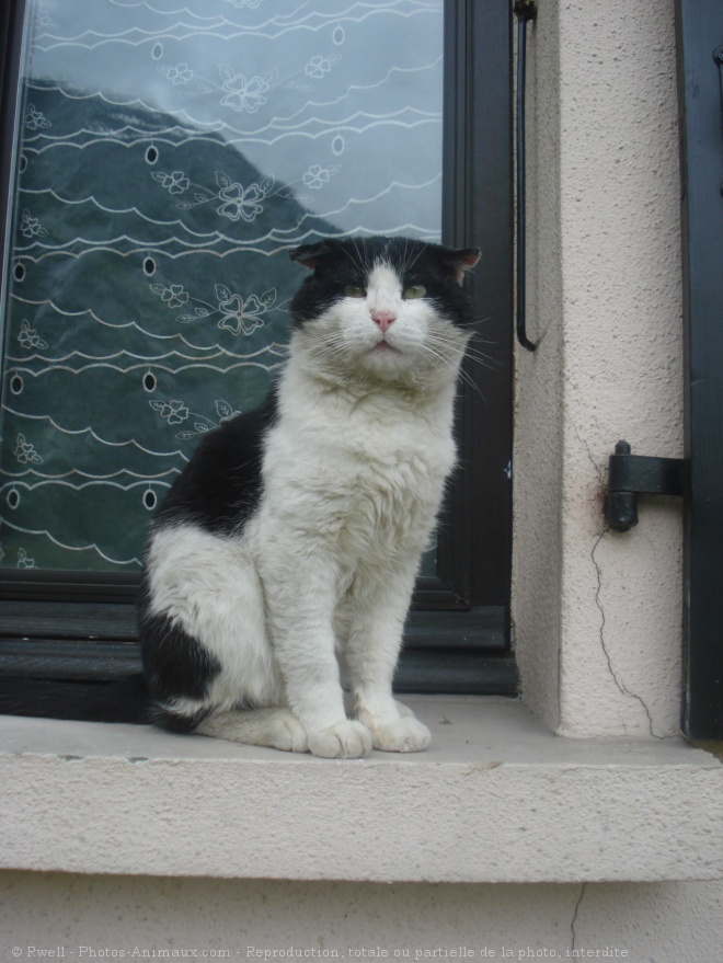 Photo de Chat domestique