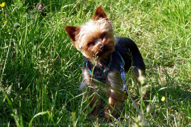 Photo de Yorkshire terrier