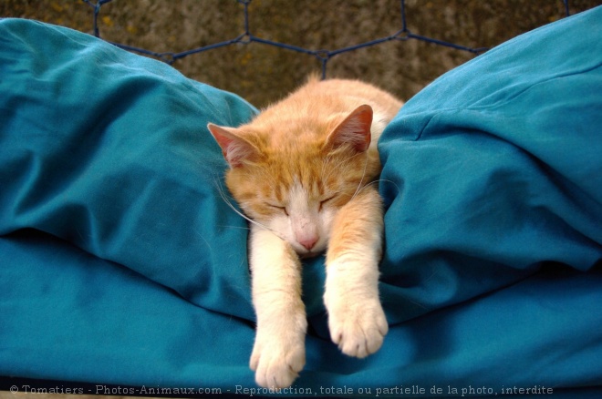 Photo de Chat domestique