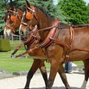 Photo de Races diffrentes