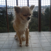 Photo de Chihuahua  poil long