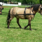 Photo de Races diffrentes