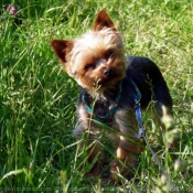 Photo de Yorkshire terrier