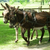 Photo de Races diffrentes