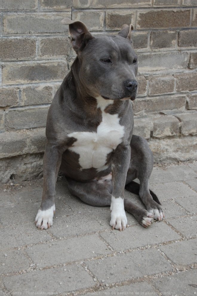 Photo d'American staffordshire terrier