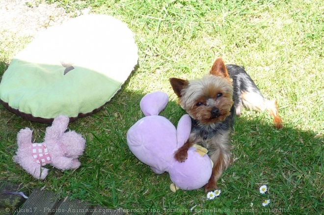 Photo de Yorkshire terrier