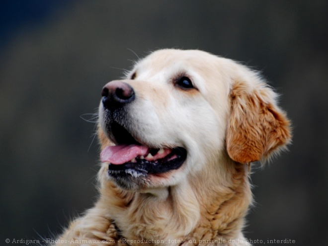 Photo de Golden retriever