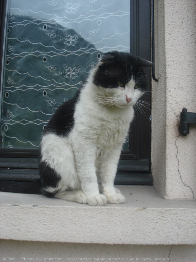 Photo de Chat domestique