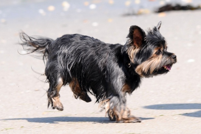 Photo de Yorkshire terrier