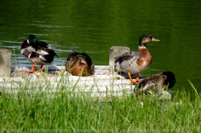 Photo de Canard