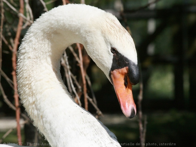 Photo de Cygne