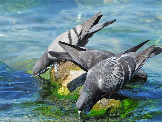 Photo de Pigeon - biset