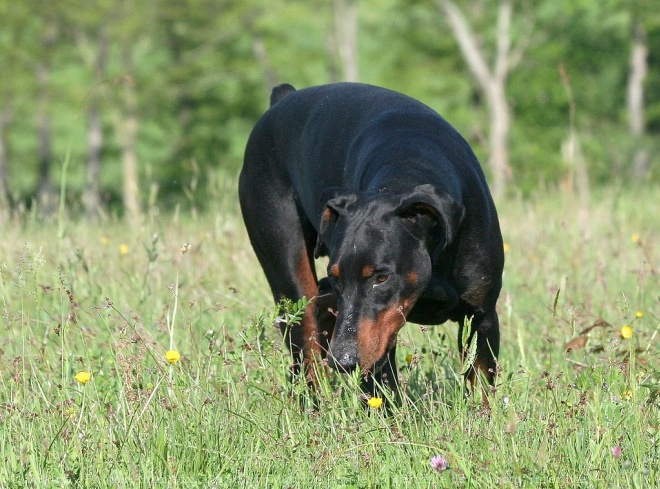 Photo de Dobermann