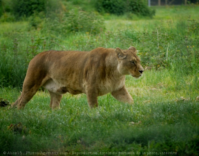 Photo de Lion