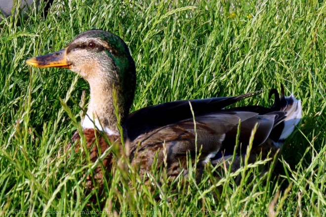 Photo de Canard