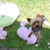 Photo de Yorkshire terrier