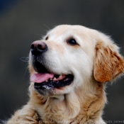 Photo de Golden retriever