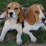 Photo de Beagle