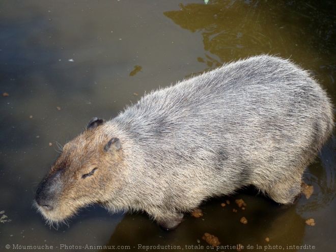 Photo de Cabiai ou capybara