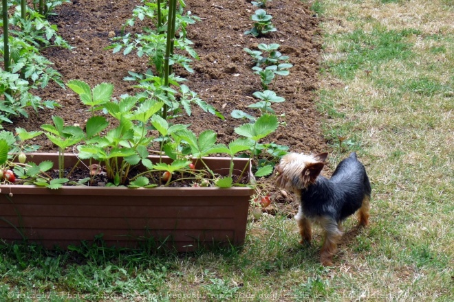 Photo de Yorkshire terrier