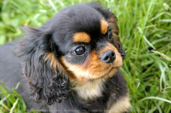 Photo de Cavalier king charles spaniel