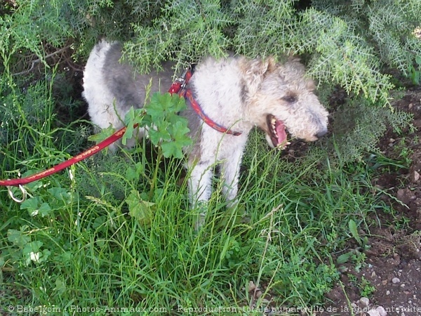 Photo de Fox terrier  poil dur