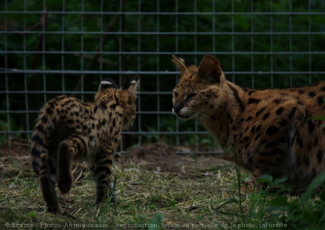 Photo de Serval