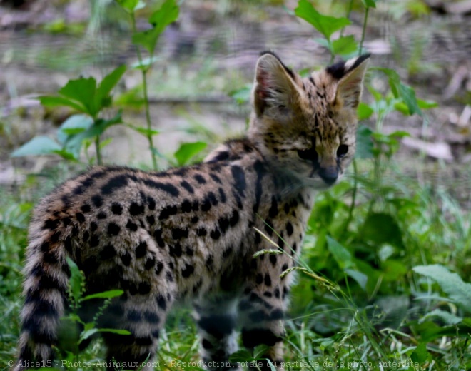 Photo de Serval