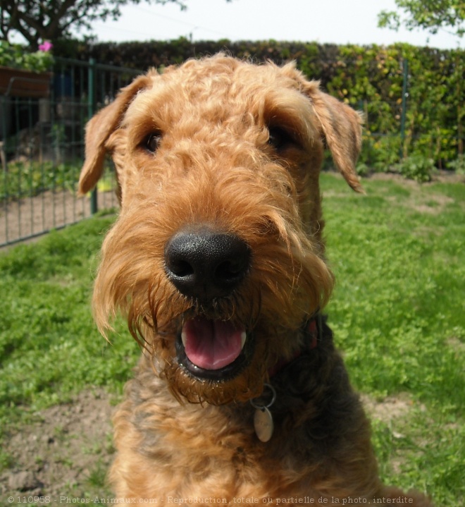 Photo d'Airedale terrier