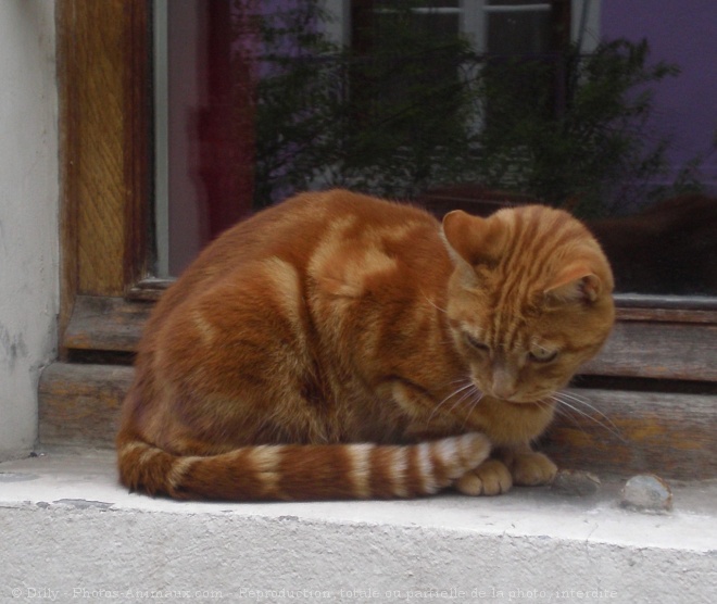 Photo de Chat domestique