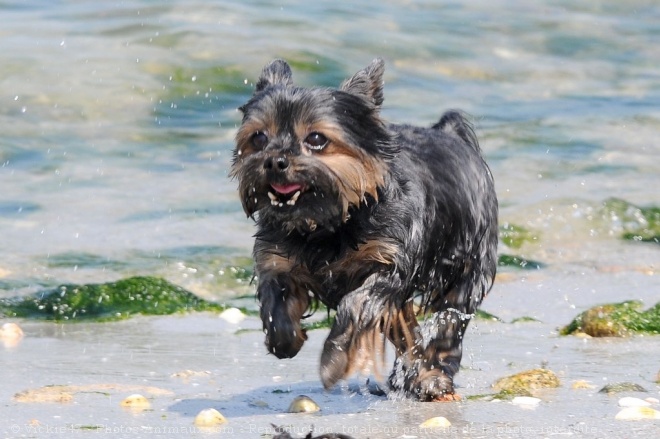 Photo de Yorkshire terrier