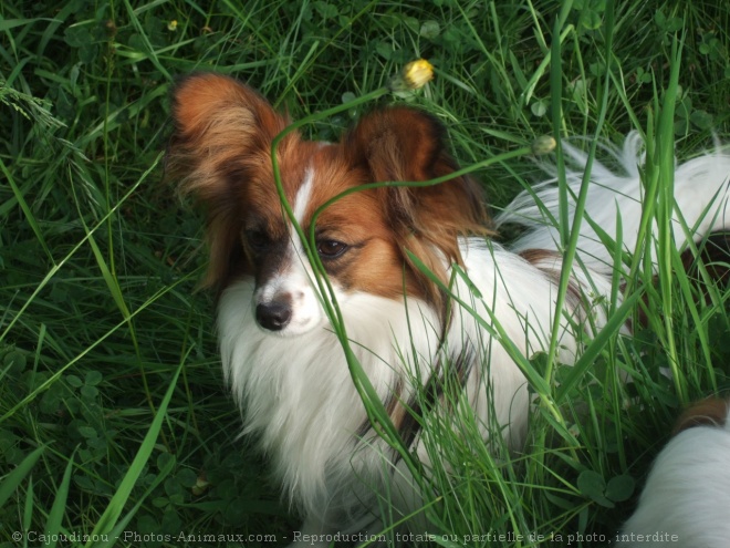 Photo d'Epagneul nain papillon