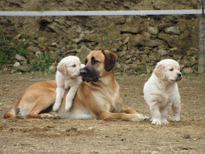 Photo de Races diffrentes