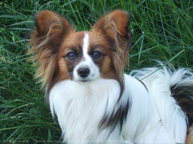 Photo d'Epagneul nain papillon