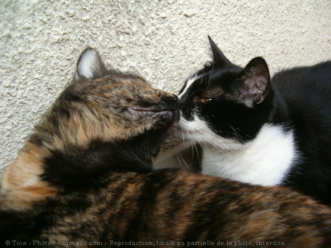 Photo de Chat domestique