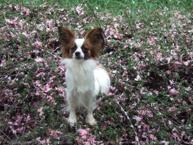 Photo d'Epagneul nain papillon