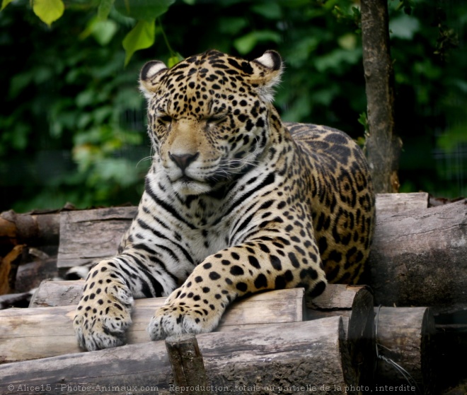 Photo de Jaguar