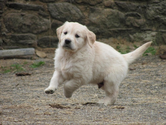 Photo de Golden retriever