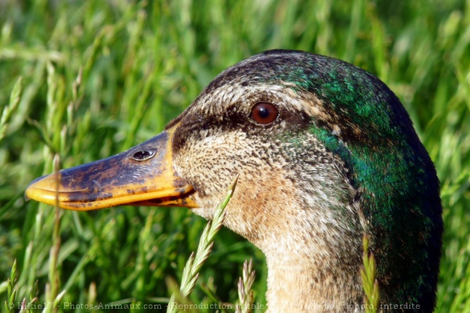 Photo de Canard