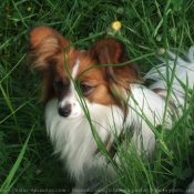 Photo d'Epagneul nain papillon