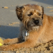 Photo de Border terrier