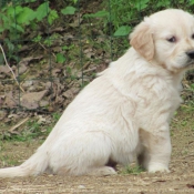 Photo de Golden retriever